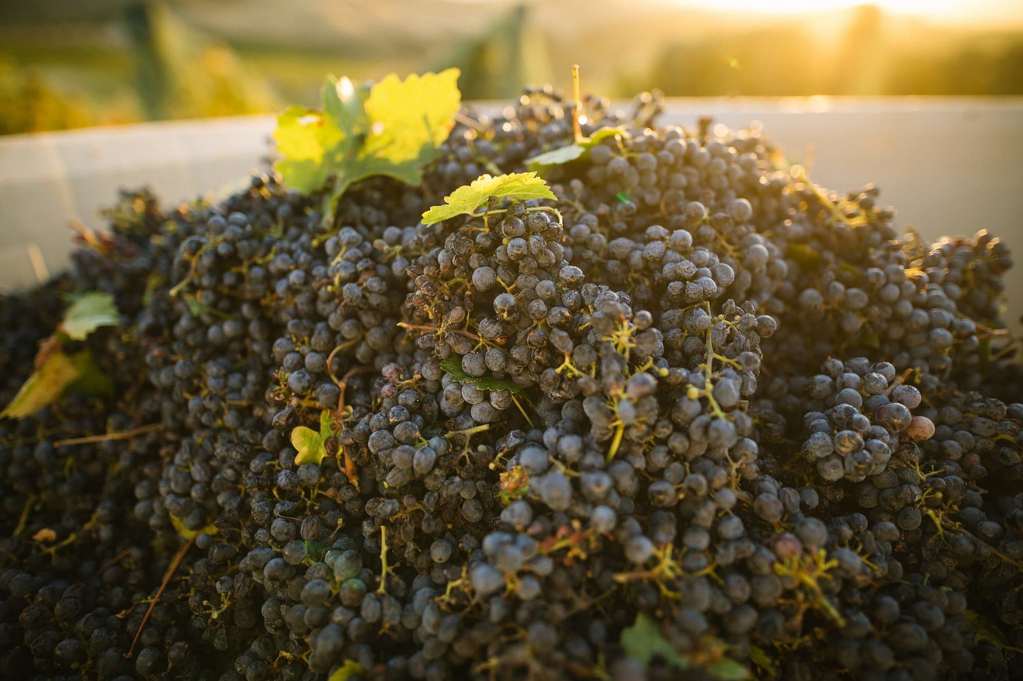 A pile of recently harvested red grape clusters