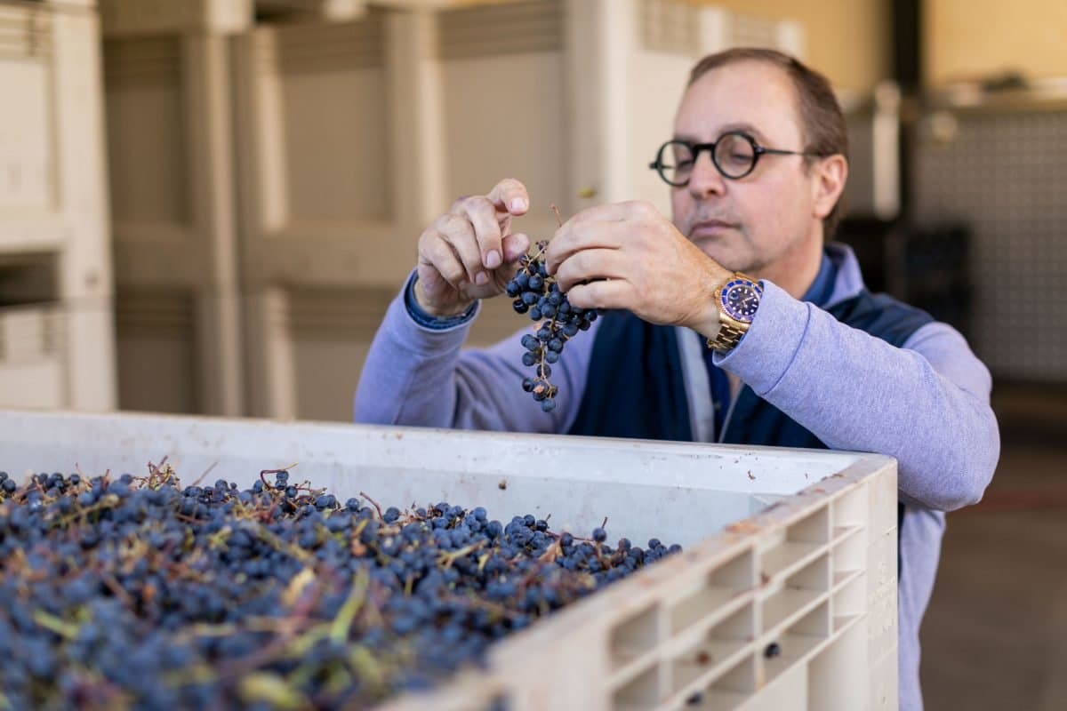 Daniel Daou inspects a cluster of recently harvested grapes